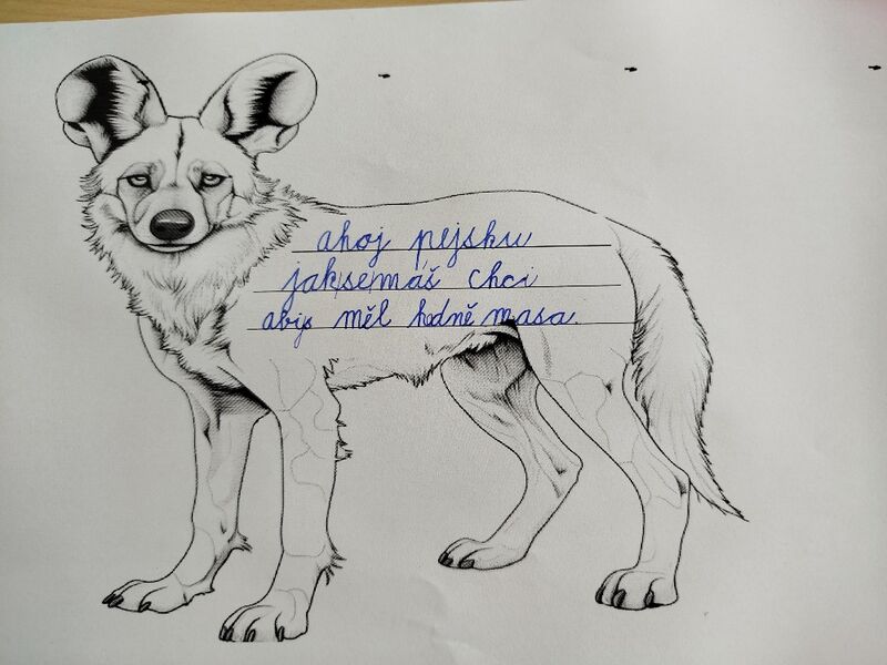PROJEKT „PŘEŽIJÍ“ – PES HYENOVÝ