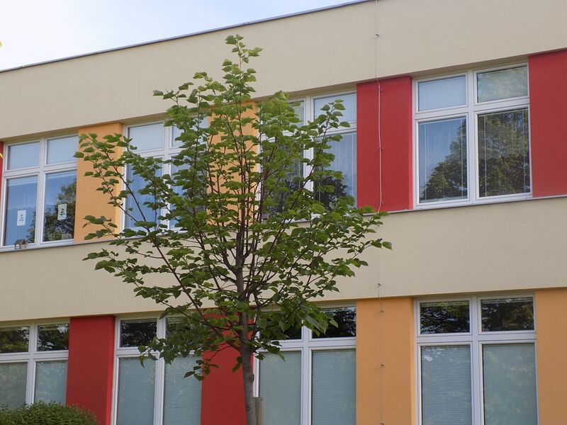 Zeleň v areálu školy - třetí etapa