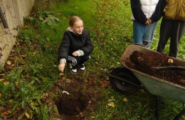 Nové růže vysazeny