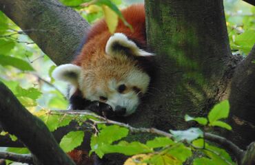 Den zvířat v ZOO Liberec