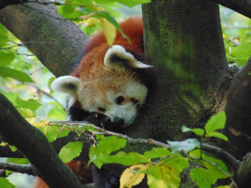 Den zvířat v ZOO Liberec