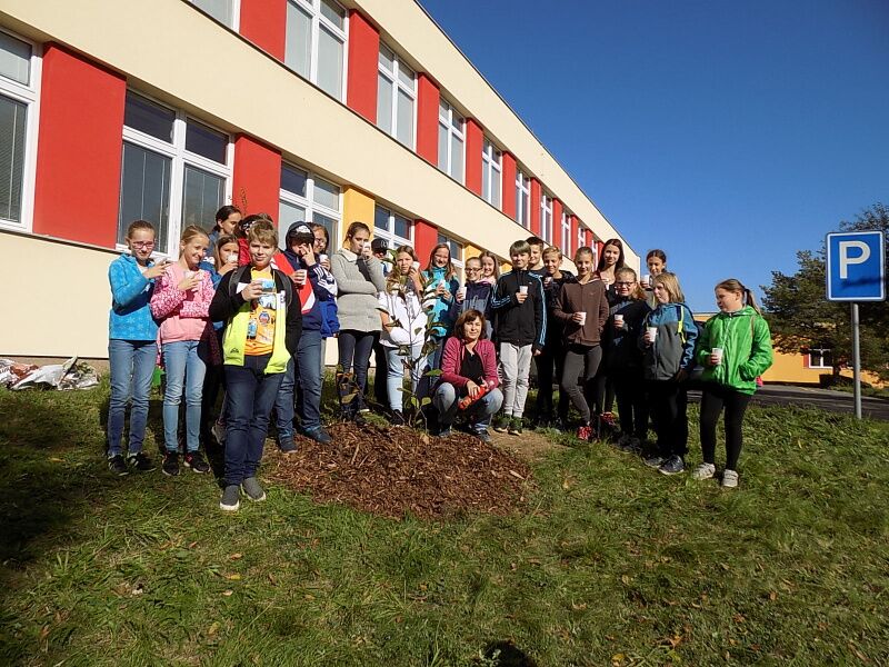 Magnolie k 30. výročí sametové revoluce