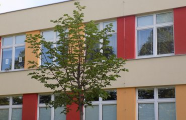 Obrázek galerie