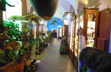 Obrázek galerie